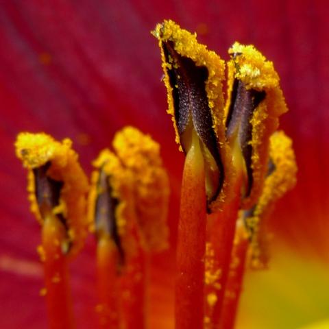 tulip