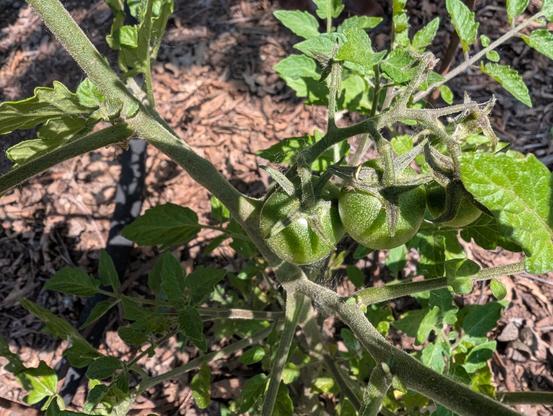 Three little green cherry tomatoes