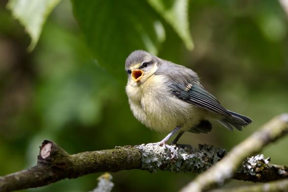 Fledgling Bluetit