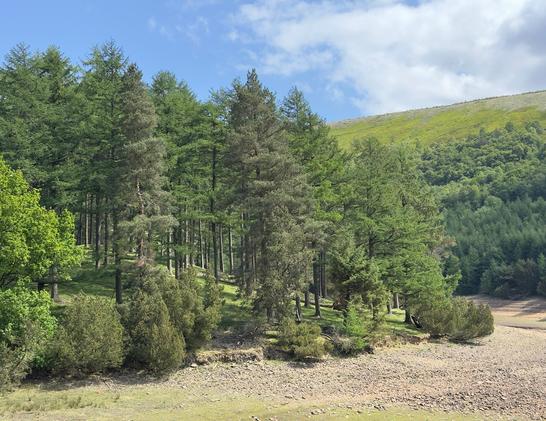 The Upper Derwent Valley near Slippery Stones. Scotts Pine trees cling to the edge of a lush green hillside around Howden Reservoir.