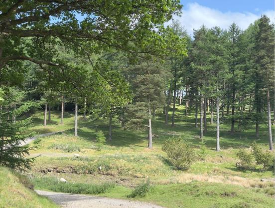 The Upper Derwent Valley near Slippery Stones. Scotts Pine trees cling to the edge of a lush green hillside around Howden Reservoir.

Some sheep are eating grass on the dry floor of the reservoir.