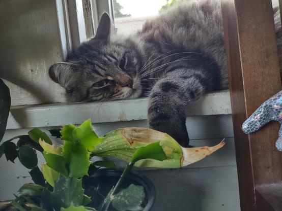Noodle, a fluffy brown tabby, lays in a window sill with one leg hanging down, gazing into the distance. A Thanksgiving cactus and the leaf of a cast iron plant that's seen better days are in the foreground.