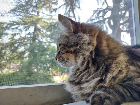 Noodle, a brown fluffy tabby, lays on a window sill and watches out the window.