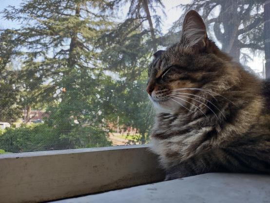 Noodle, a brown fluffy tabby, lays on a window sill with his eyes closed, head up but completely relaxed.