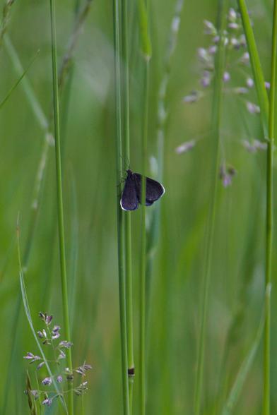 Viele vertikale grüne Halme vor komplett grünem Hintergrund. An einem in der Mitte des Fotos klein ein Schmetterling (von oben fotografiert) mit schwarzen Flügeln, wobei die oberen Flügel außen einen dünnen weißen Rand haben.