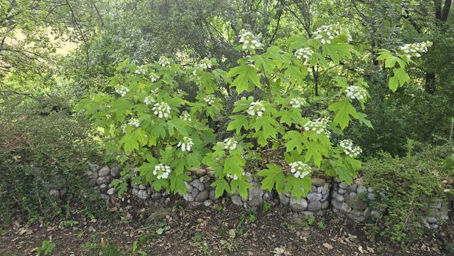 Pianta di ortensia quercifoglia a fiore bianco semplice