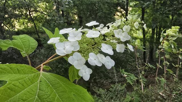 Particolare di fiore di ortensia quercifoglia bianca a fioritura semplice