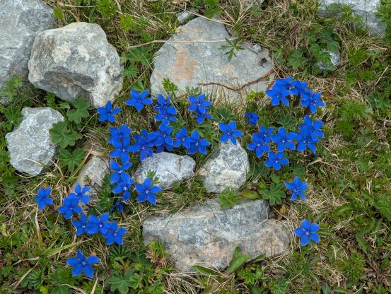 Spring Gentians on the Schneeberg, Lower Austria, Austria. June 2025.
Frühlingsenziane am Schneeberg, Niederösterreich, Österreich. Juni 2025.
