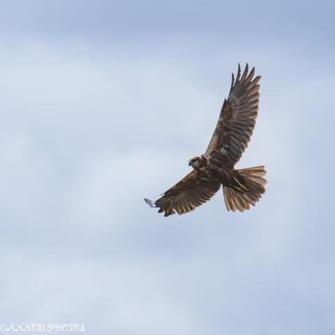 A large bird of pray soaring gracefully through a clear blue sky.