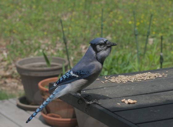 A blue jay considers the menu at the seed pile: sunflower seeds or peanuts.