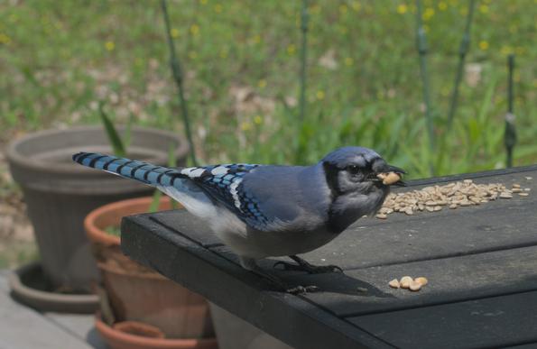 The blue jay selects peanuts and picks up a couple in their beak.