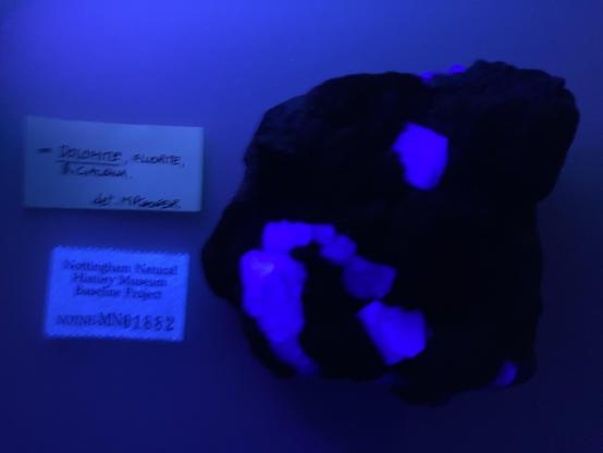 The same specimen under UV light - the crystals glow purple, the rest is black.