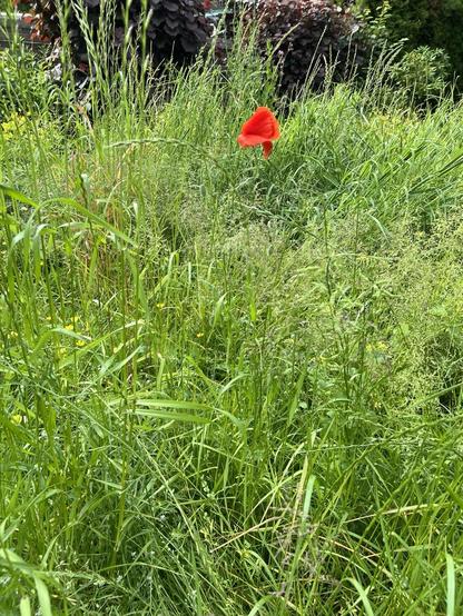 Viele hohe grüne Gräser am oberen Bildrand in der Mitte eine einzelne rote Mohnblüte