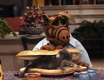 ALF assembles a cat sandwich.