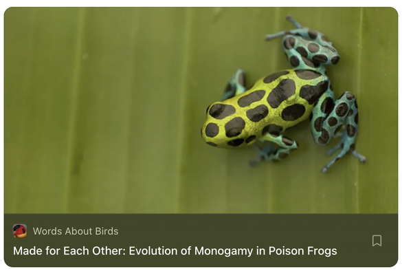 poison frog on leaf