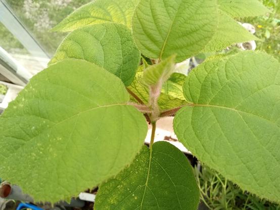 Bright green wide leaves, looking down, they grow in opposing pairs. Kiwi