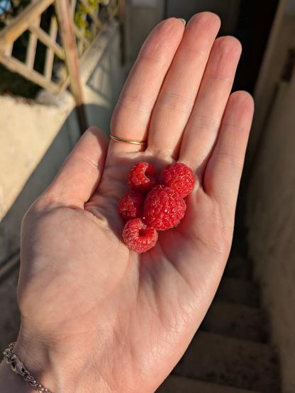 Quelques framboises