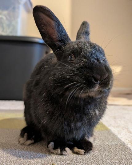 A small black rabbit.