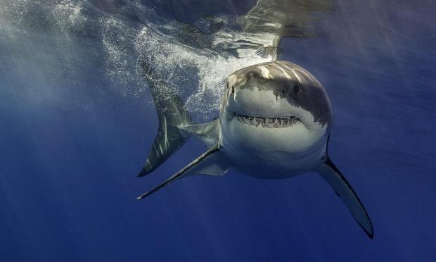 Tiburón blanco en la superficie con sus aletas hacia abajo, listo para saltar. (Wildestanimal)