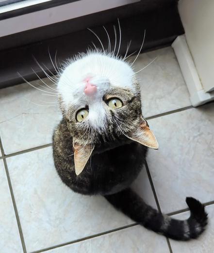 Unsere Katze Arib schaut von unten in die Kamera. Sie hat den Kopf in den Nacken gelegt und ihr Näschen leuchtet zauberhaft rosa