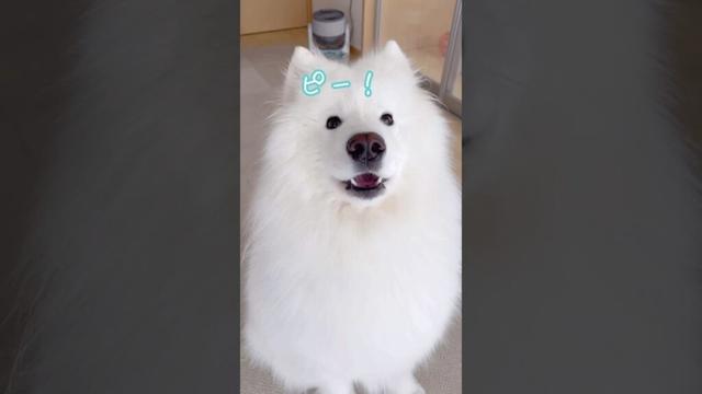 大好きなパパが出社した時の大型犬の反応が可愛いすぎる #samoyed #サモエド #癒し動画