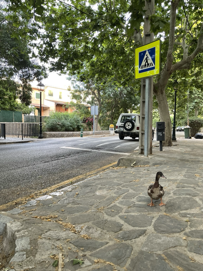 Un canard dans une rue