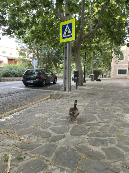 Un canard dans une rue