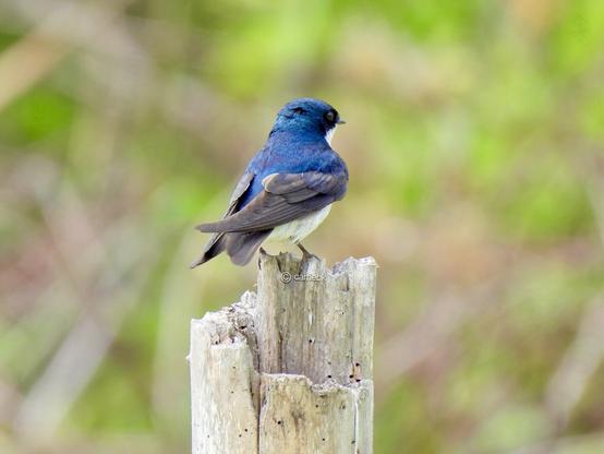 A vibrant blue bird perched gracefully on a branch, showcasing its colorful plumage against a natural backdrop.