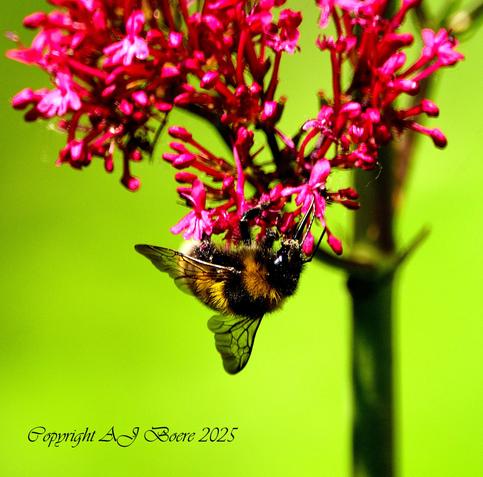 Bumblebees vary in appearance, but are generally plump and densely furry. They are larger, broader and stouter-bodied than honeybees, and their abdomen tip is more rounded. Many species have broad bands of colour, the patterns helping to distinguish different species. Whereas honeybees have short tongues and therefore mainly pollinate open flowers, some bumblebee species have long tongues and collect nectar from flowers that are closed into a tube Bumblebees have fewer stripes (or none), and usually have part of the body covered in black fur, while honeybees have many stripes including several grey stripes on the abdomen Sizes are very variable even within species; the largest British species, B. terrestris, has queens up to 22 mm (0.9 in) long, males up to 16 mm (0.6 in) long, and workers between 11 and 17 mm (0.4–0.7 in) long The largest bumblebee species in the world is B. dahlbomii of Chile, up to about 40 mm (1.6 in) long, and described as "flying mice" and "a monstrous fluffy ginger beast"