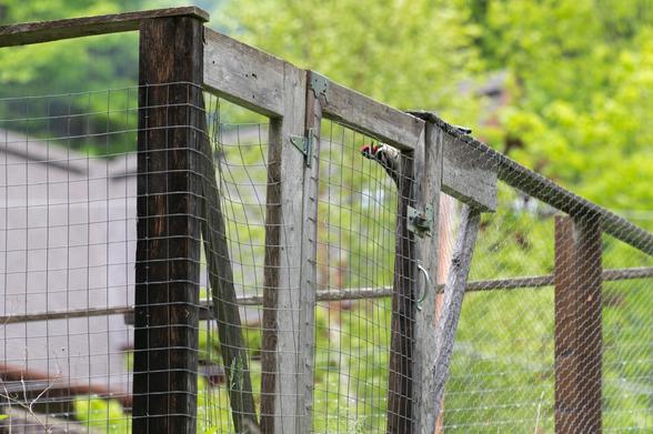 A woodpecker is perched on a wooden gate surrounded by wire fencing, with a blurred green background of trees.