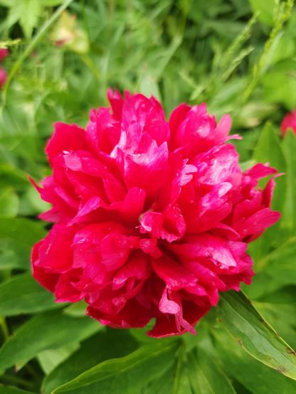 Die Blüte der roten Pfingstrose ist weit geöffnet und wird von ganz viel Blattgrün umrahmt.