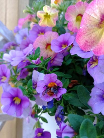 Violetteja ja keskeltä keltaisia, mutta reunalta vaaleanpunaisia peuniankukkia. Yhdessä violetissa on ehkä peltokimalainen. Kimalaisen yläkroppa oranssi ja siipien alapuolella musta raita. Perä on pääväriltään oranssi hyvin ohuin tummemmin raidoin.