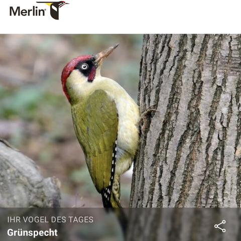 Screenshot der Merlin ebird app mit dem Grünspecht als Vogel des Tages.
