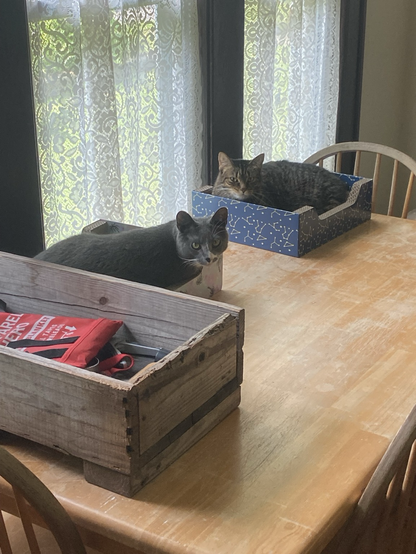 a tabby cat and a tuxedo cat sitting im boxes on a table
