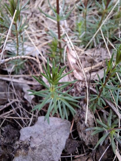 A tender young shoot ofLady’s Bedstraw (Galium verum, Echtes Labkraut): emerges from the forest floor, its slender green stem lined with delicate, narrow whorled leaves arranged in perfect symmetry. The plant is still in its early growth stage, with no blossoms yet, but its fine, upright form hints at the golden flowers to come. Surrounding it, the ground is textured with a patchwork of dry grass, withered brown leaves, and scattered conifer needles. Thin, brittle branches lie among the debris, creating a rough backdrop. The scene captures a quiet, early-spring moment in a dry woodland clearing, where new growth carefully threads its way through last year’s remains.