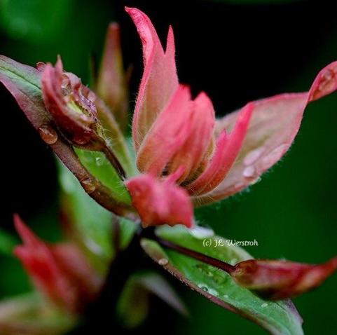 Indian Paint Brush (Fire Weed)