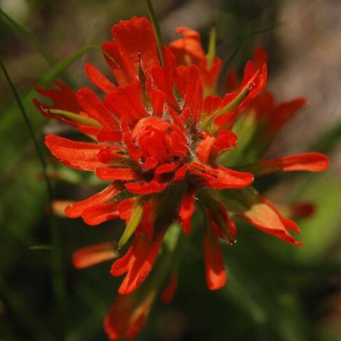 Indian Paint Brush (Fire Weed)