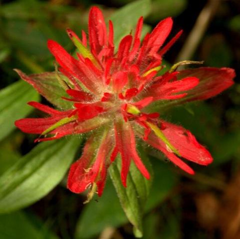 Indian Paint Brush (Fire Weed)