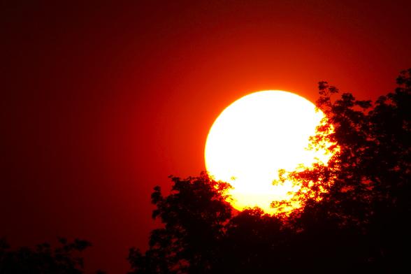 Sunset image of a large white sun on the right side of the image, nestled into a treetop with a red sky behind.