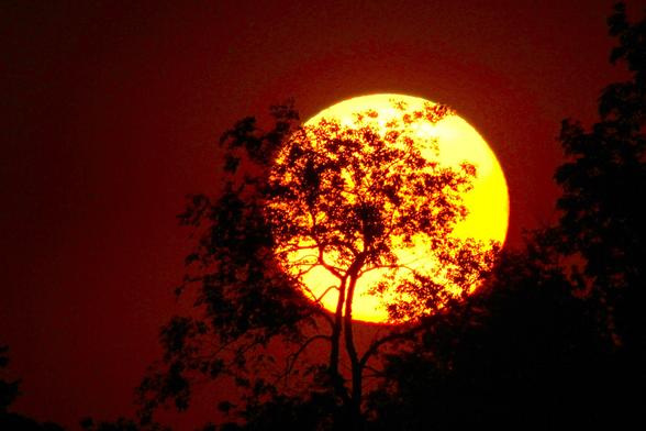 Sunset image of a large yellow sun behind a treetop in silhouette with a red sky behind.