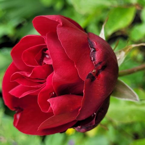 Rote Rose schaut nach links