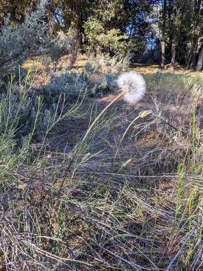 Fluffy seed head