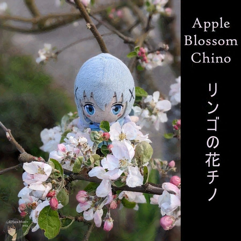 Chino in apple blossoms