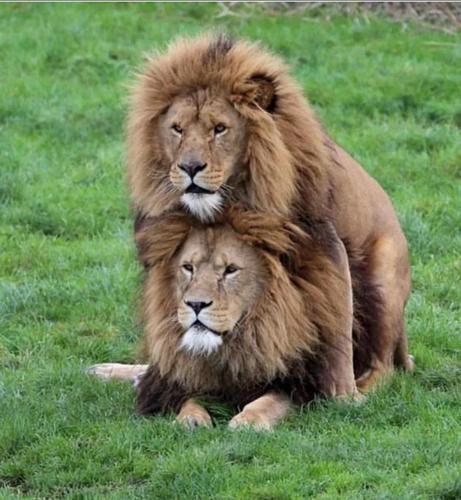 Gay lions having fun