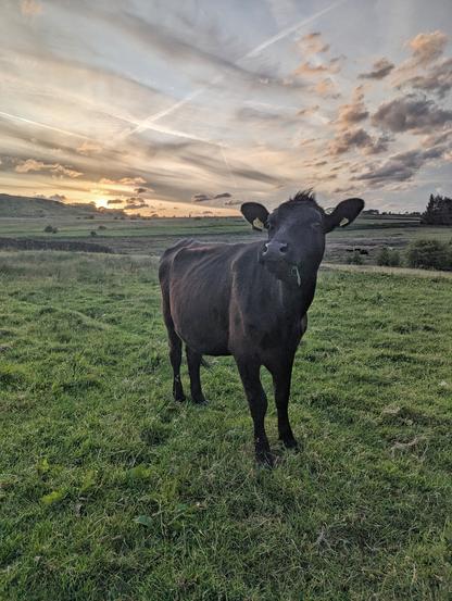 Sun setting above a hilltop horizon, with varied clouds and contrails in the sky.  A cow stands defiantly in a lush green field