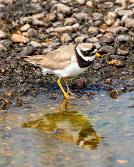 Plover with its reflection