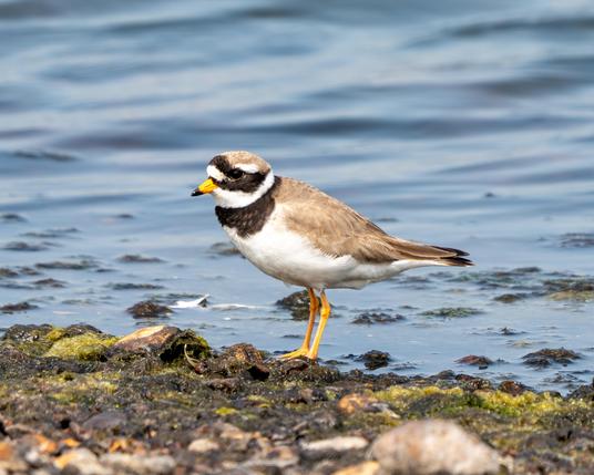Plover on the shore