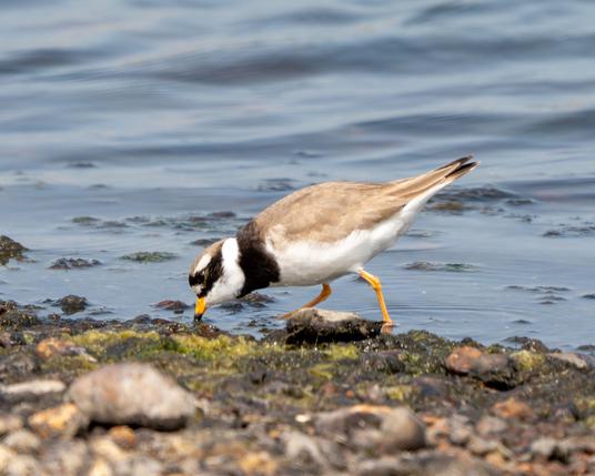 Plover on the shore