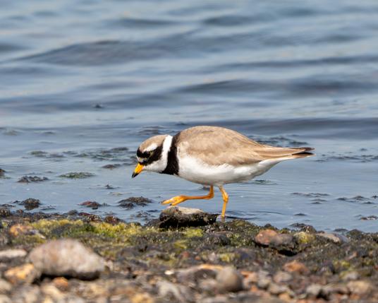 Plover on the shore