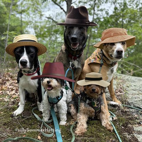 A photo of 5 dogs, all sitting together for a group photo in a woodland setting. There are two wee terrier types at the front, and 3 larger behind, and they look very happy to be there. They each wear a hat, a couple of fedora types, a couple of summer straw boaters and a cloth summer hat.